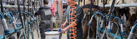 Patrick, Nathalie et Hervé Outrebon traient dans une 2 x 12 postes en épi à 30° en sortie rapide.